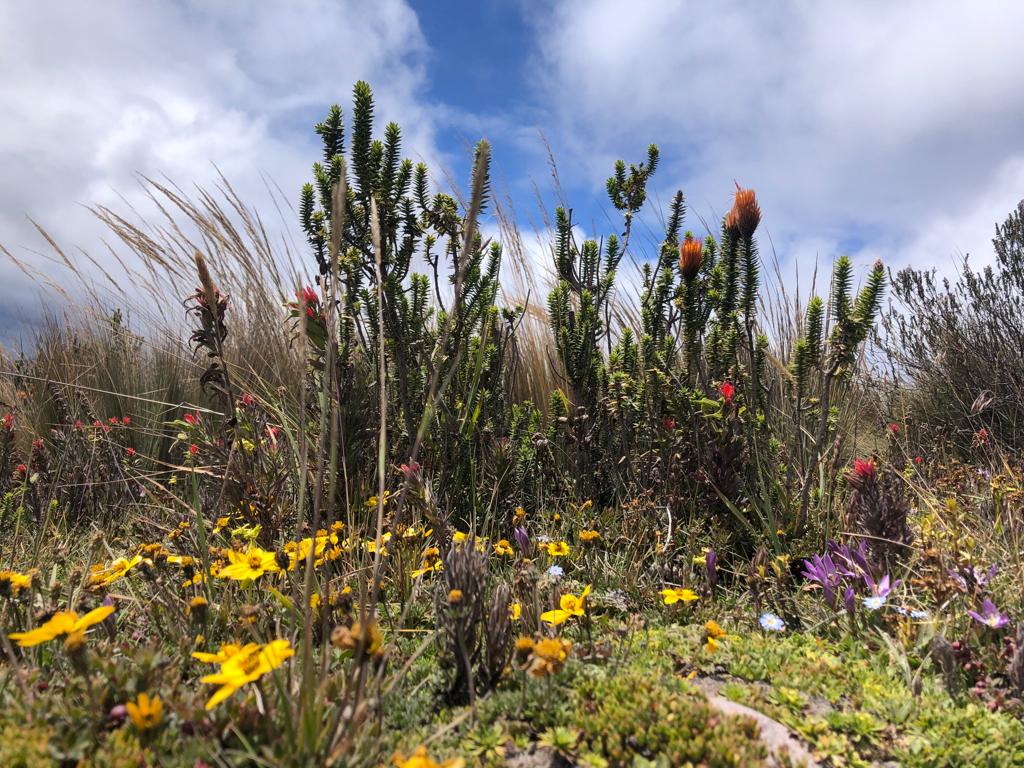 Flora del Parque Nacional Cotopaxi