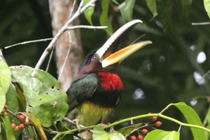 Arasari pico de marfil, es una ave amazónica