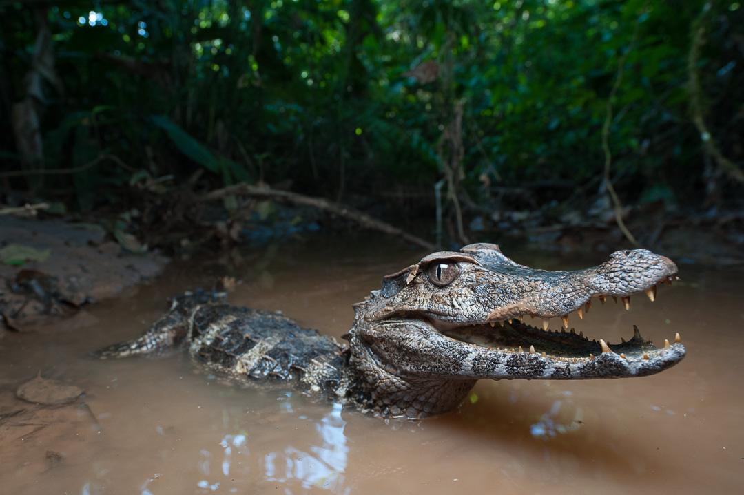El caimán es el reptil más común de ver en los ríos amazónicos