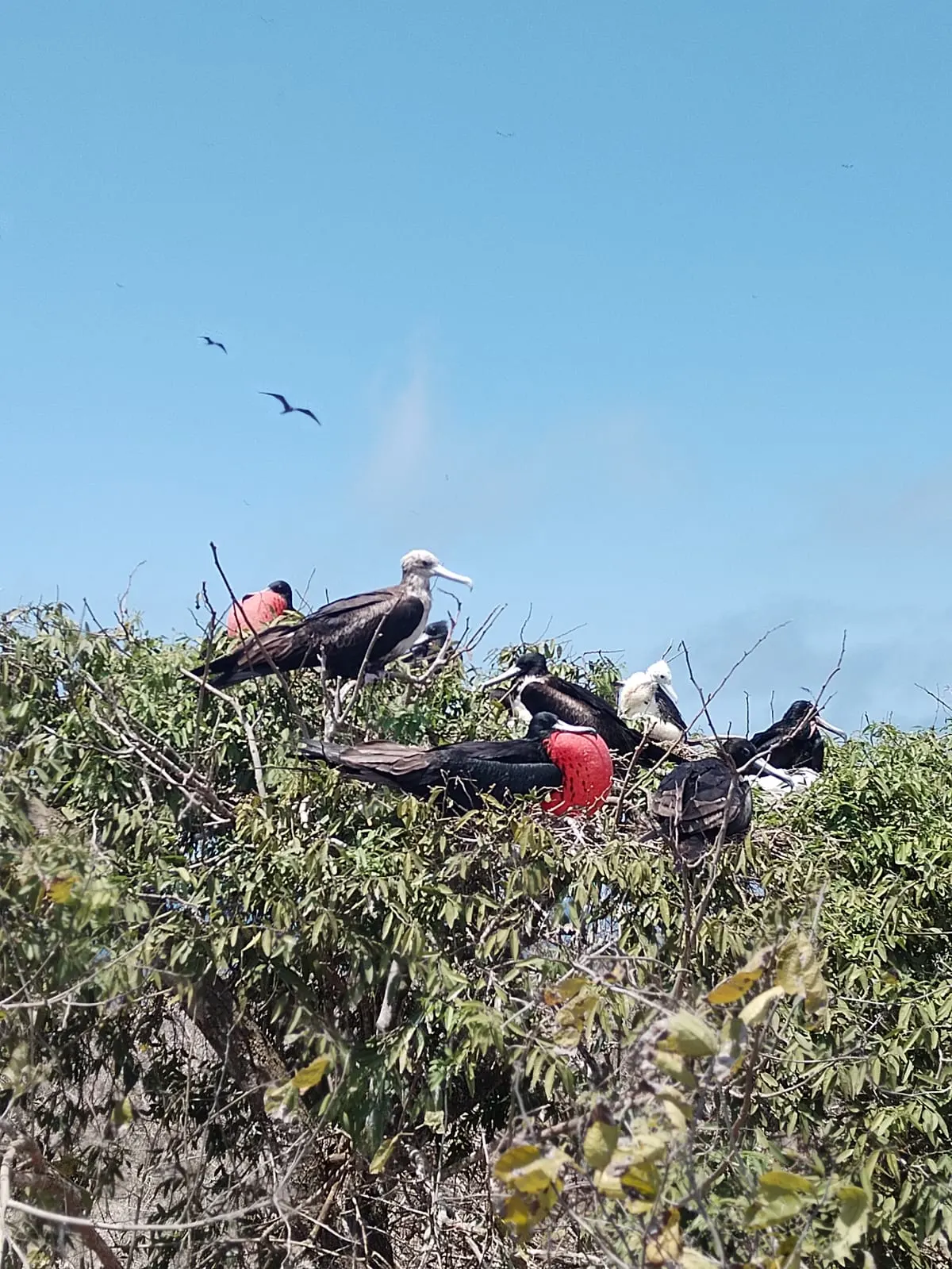 Fragatas de pecho rojo posadas en ramas en la Isla de la Plata